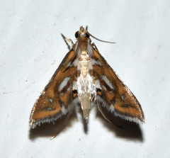 Chrysendeton