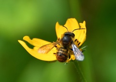 Osmia azteca