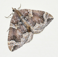 Eulithis xylina