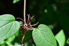 Matelea medusae