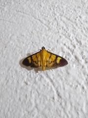 Phostria dohrnii