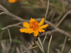 Zinnia juniperifolia