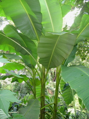 Musa basjoo