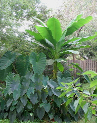 Musa basjoo