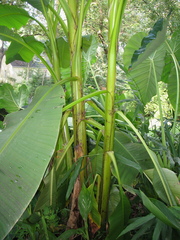 Musa basjoo