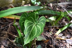 Anthurium clarinervium