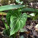 Anthurium leuconeurum Lem.