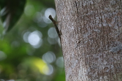 Draco melanopogon