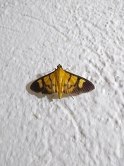 Phostria dohrnii
