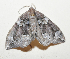 Eulithis xylina