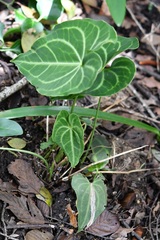 Anthurium clarinervium