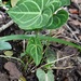 Anthurium leuconeurum Lem. 2
