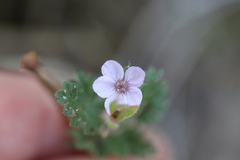 Erodium cicutarium