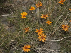 Zinnia juniperifolia