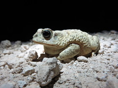 Sclerophrys mauritanica