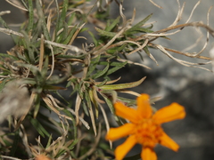 Zinnia juniperifolia