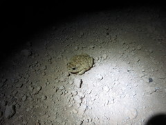 Sclerophrys mauritanica