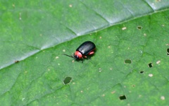 Asphaera abdominalis