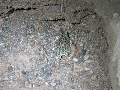 Bufotes boulengeri