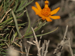 Zinnia juniperifolia