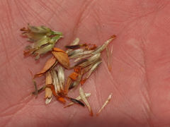 Zinnia juniperifolia