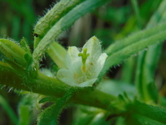 Campanula thyrsoides