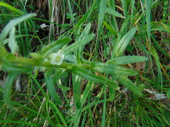 Campanula thyrsoides