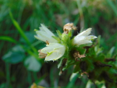 Campanula thyrsoides