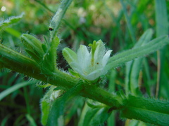 Campanula thyrsoides