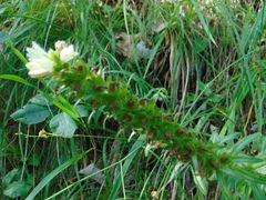 Campanula thyrsoides