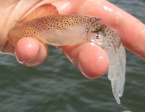 Atlantic brief squid