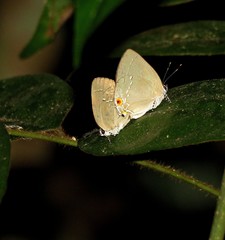 Ostrinotes halciones
