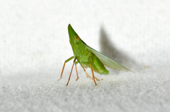 Rhynchomitra recurva