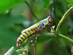 Zonocerus variegatus