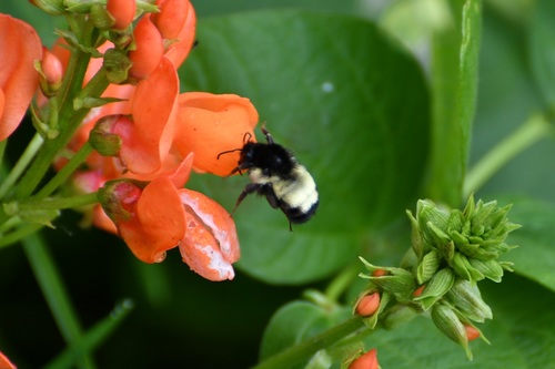 Mesoamerican Bumble Bee photo 3