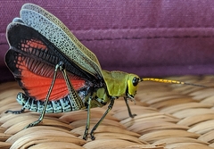 Taeniopoda picticornis