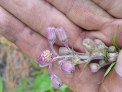 Senecio mulgediifolius