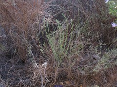 Linum suffruticosum