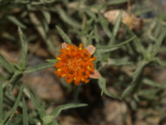 Zinnia anomala