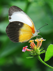 Mylothris chloris chloris