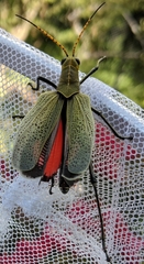 Taeniopoda picticornis