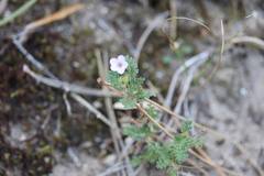 Erodium cicutarium