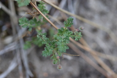 Erodium cicutarium
