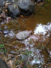 Chelydra acutirostris