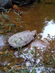 Chelydra acutirostris