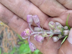 Senecio mulgediifolius