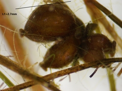 Potamogeton berchtoldii