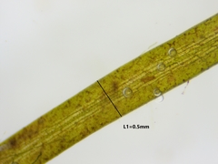 Potamogeton berchtoldii