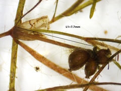 Potamogeton berchtoldii