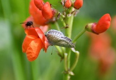 Celastrina echo gozora